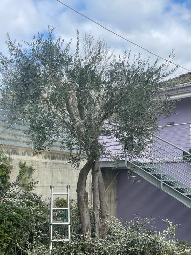 manutenzione-condominio-potatura-alberi