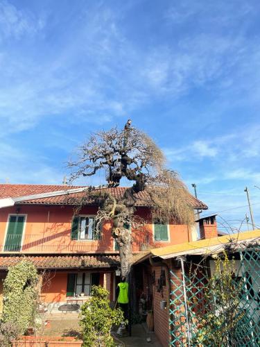 manutenzione-condominio-potatura-in-cortile