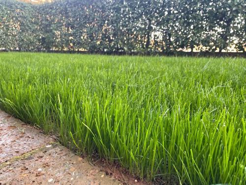 manutenzione-condominio-taglio-del-prato