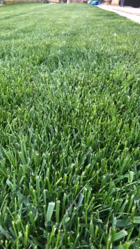 prato-erboso-per-giardino