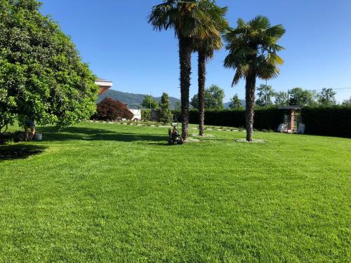 prato-rasato-ambrogio